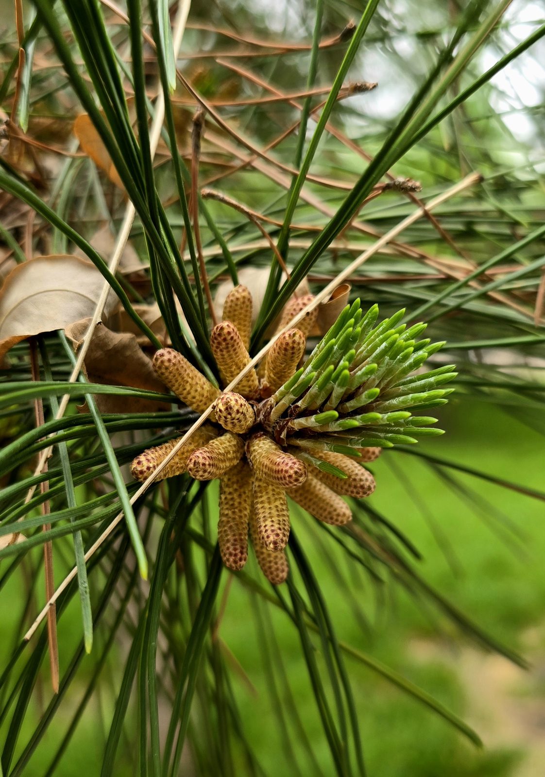 Pine buds in Dongdan Park