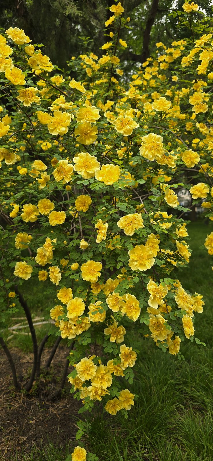 More yellow blossoms along the path in Dongdan Park