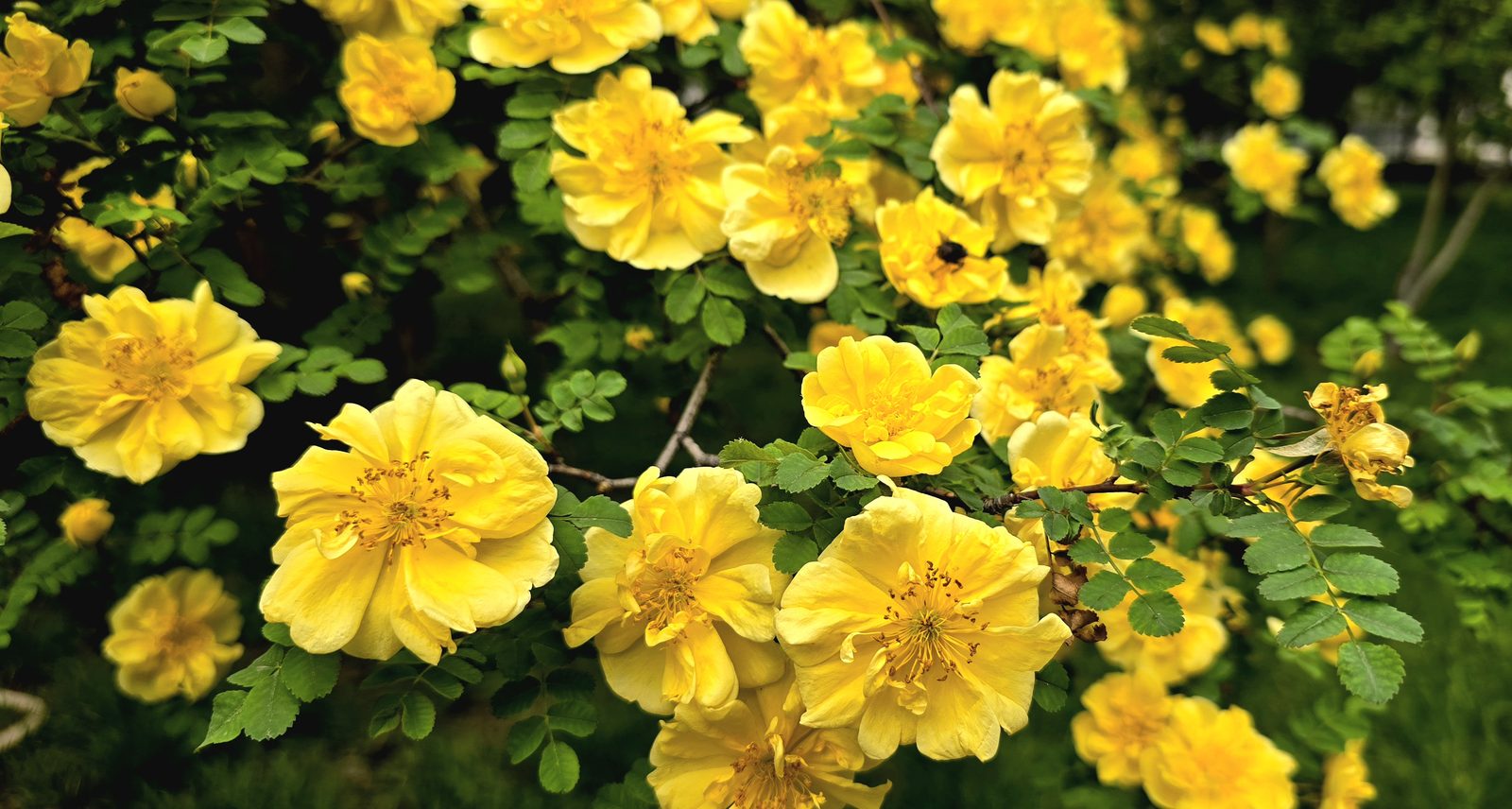 Yellow roses blooming in Dongdan Park