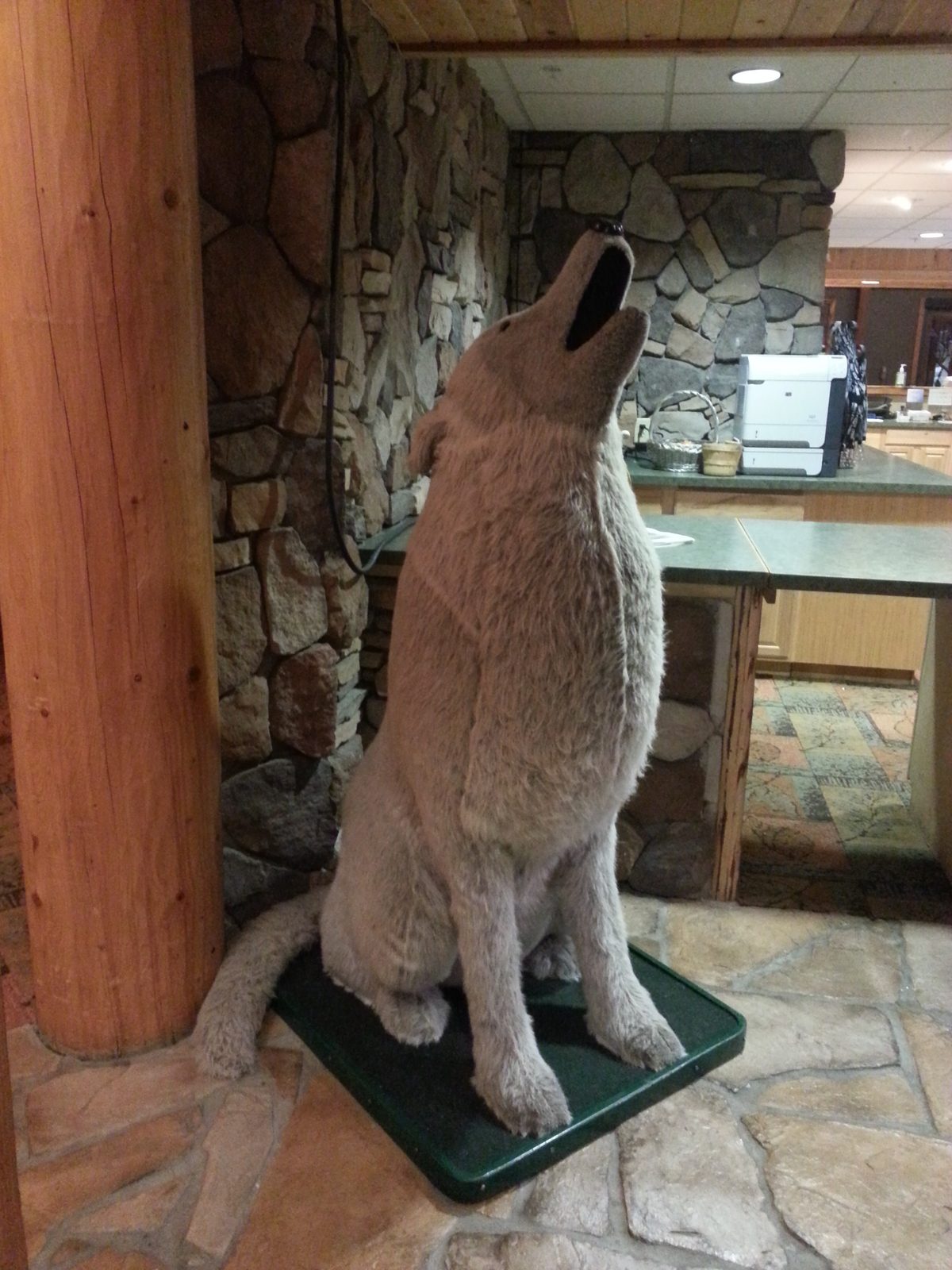 The howling wolf statue by the front desk
