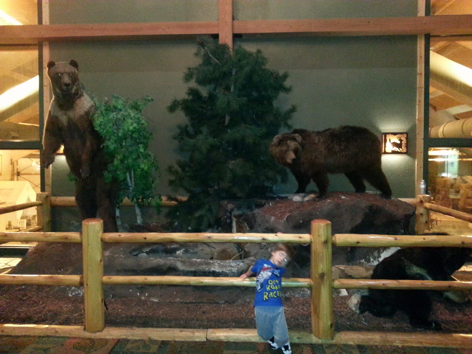 Thomas looks in at the wildlife diorama