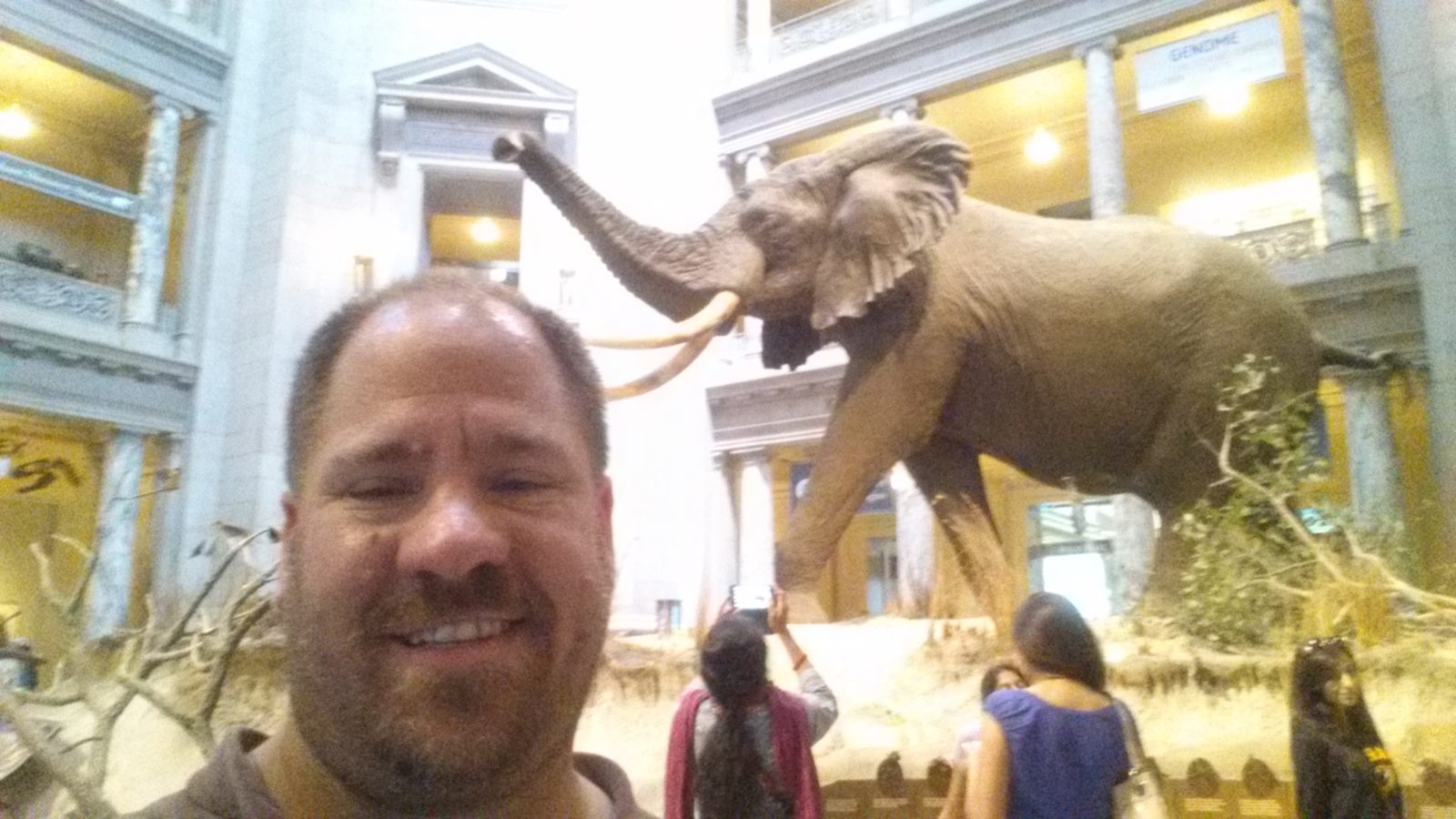 The elephant in the museum rotunda