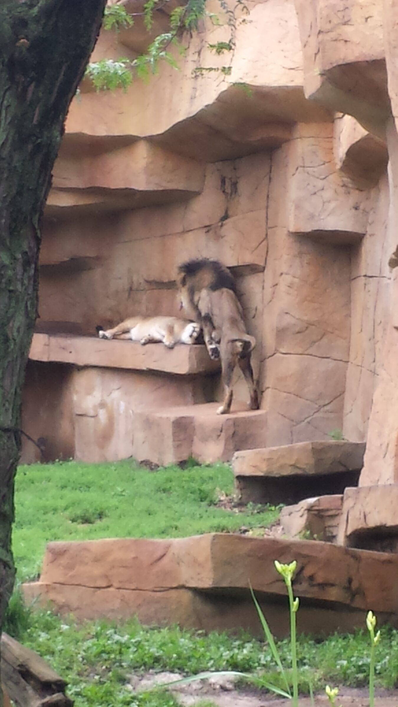 Lions resting at Brookfield Zoo