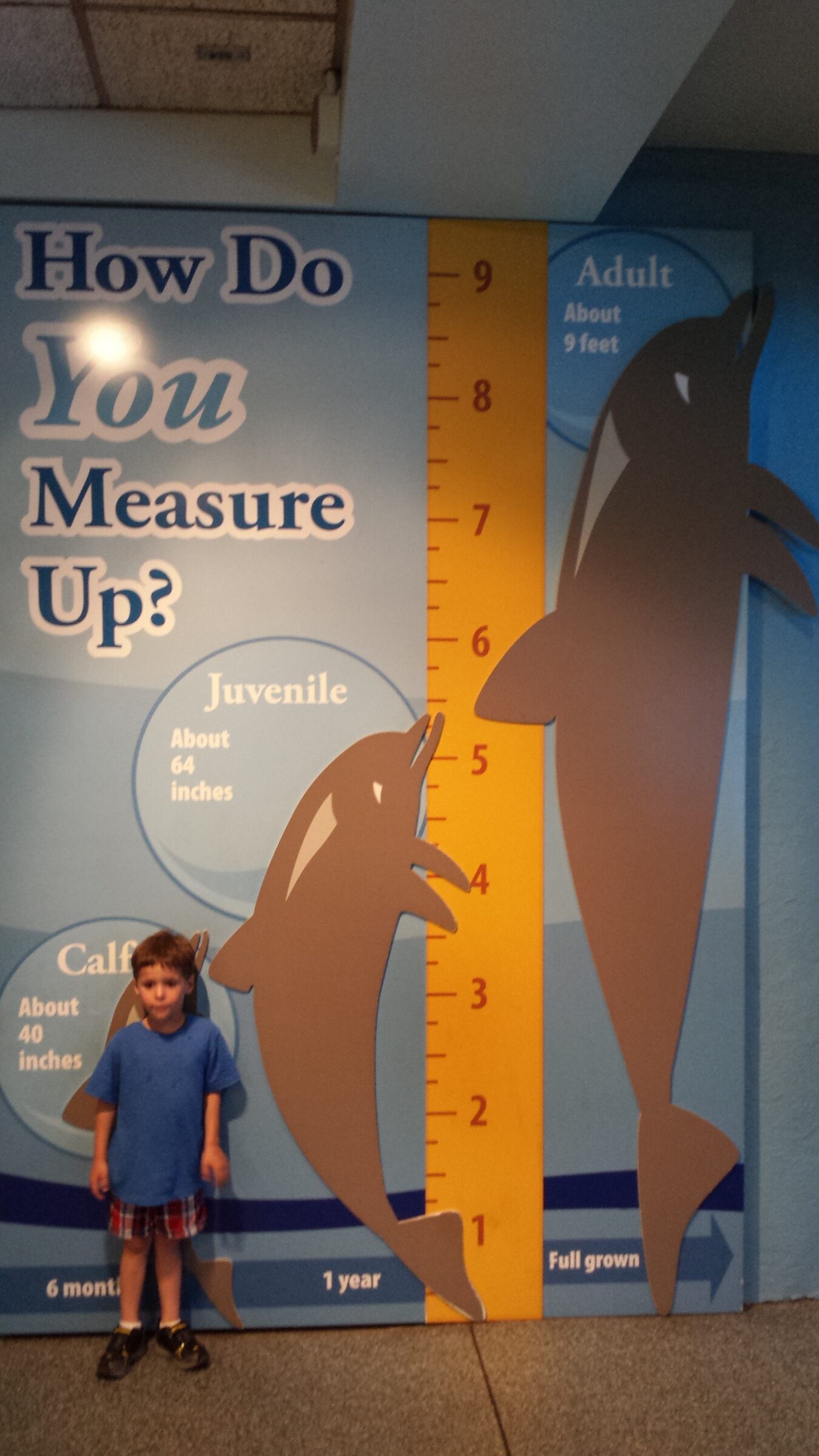 Thomas at the dolphin height chart
