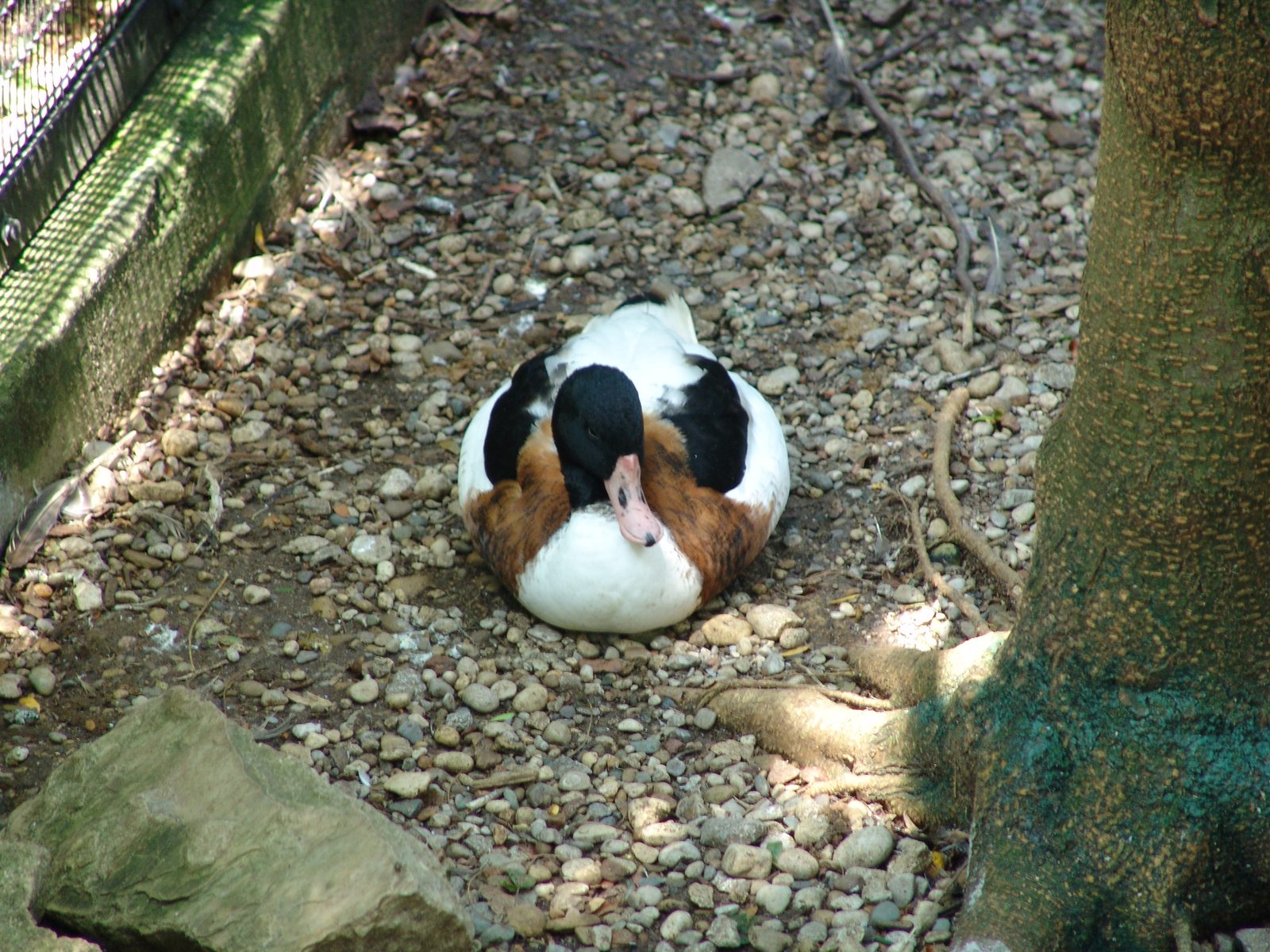 A duck resting in the aviary