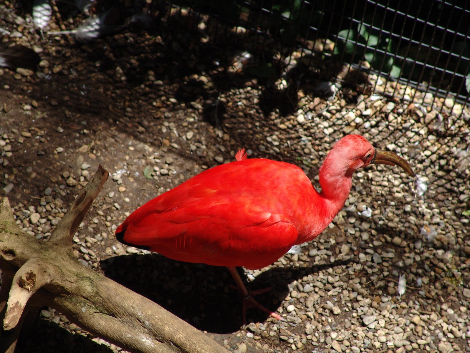 A scarlet ibis in the aviary