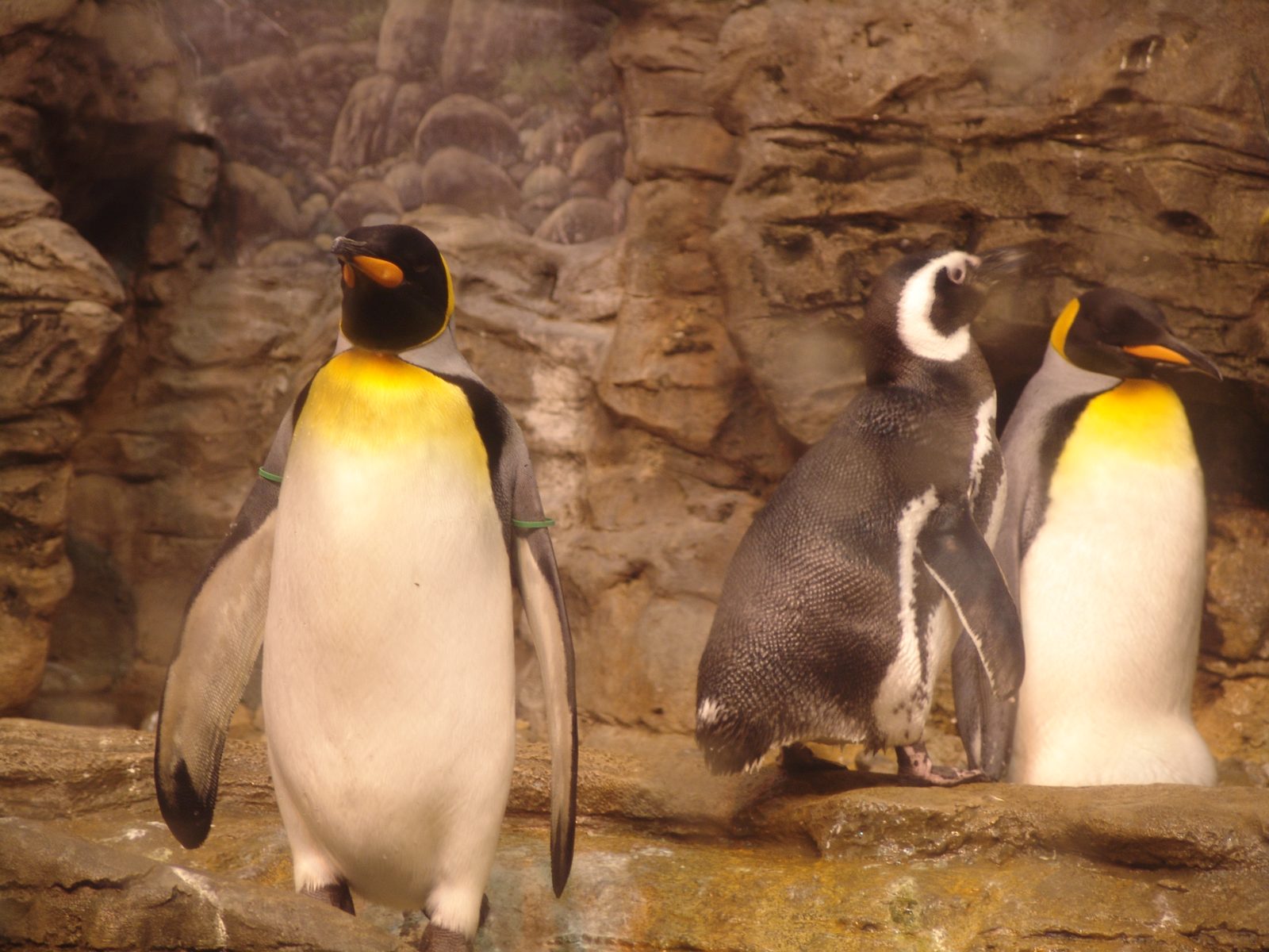 King penguins