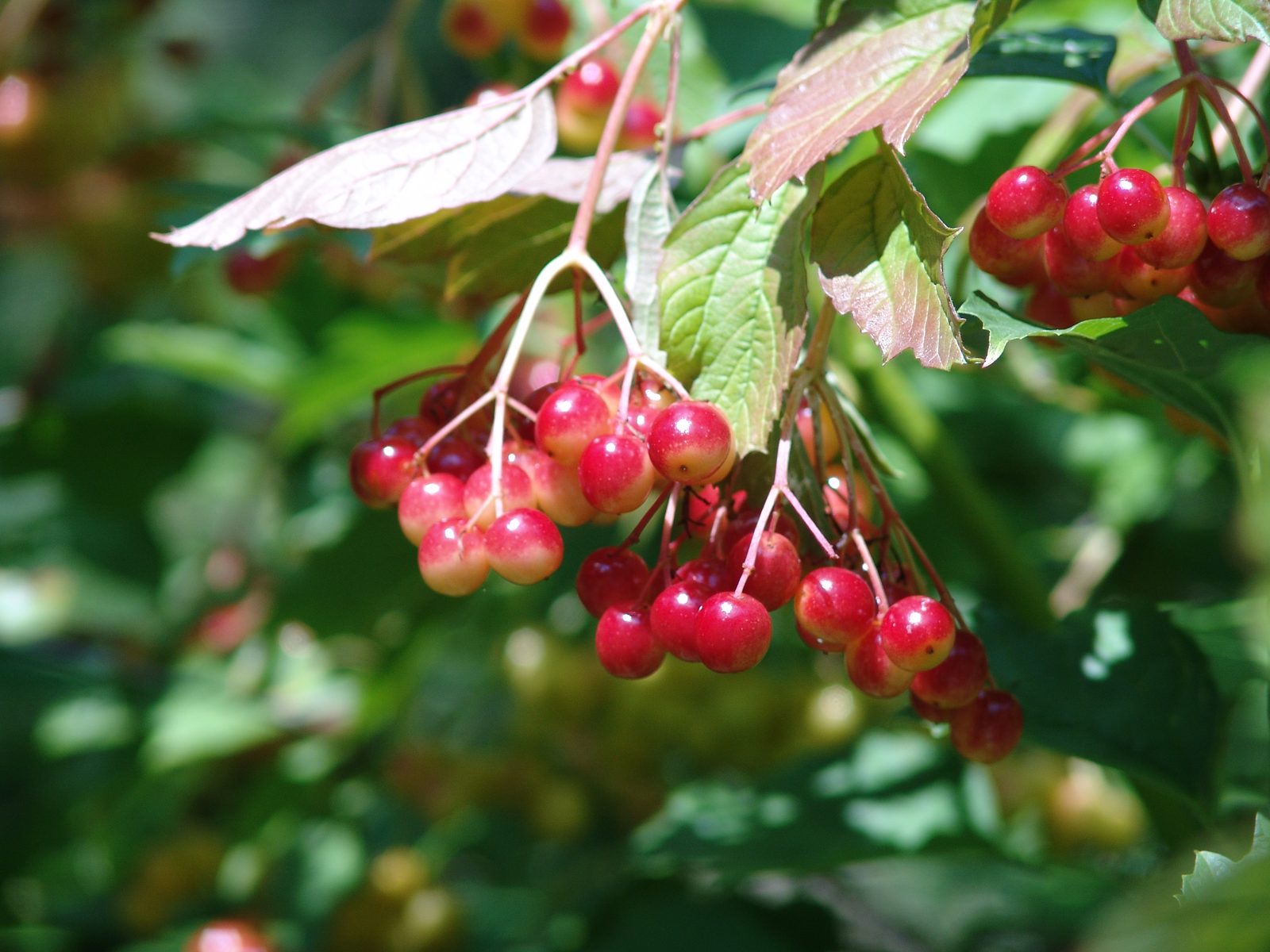 Red berries in the botanical garden