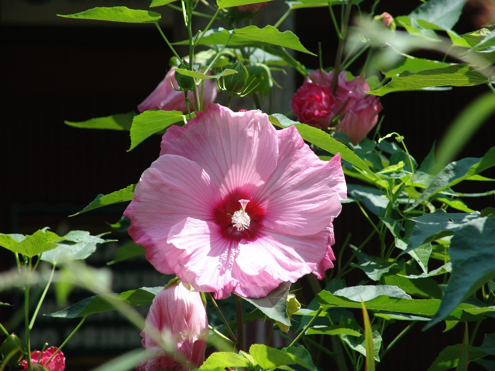 A pink hibiscus in bloom