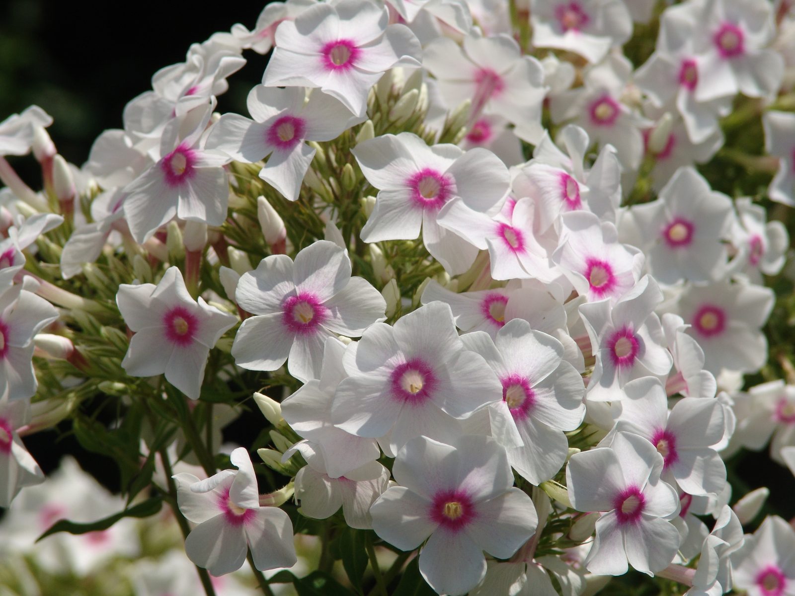 Phlox in the garden beds