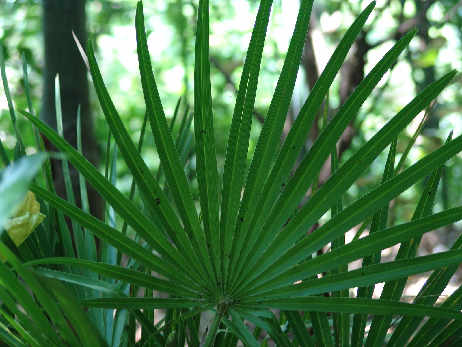 Palm fronds along the path