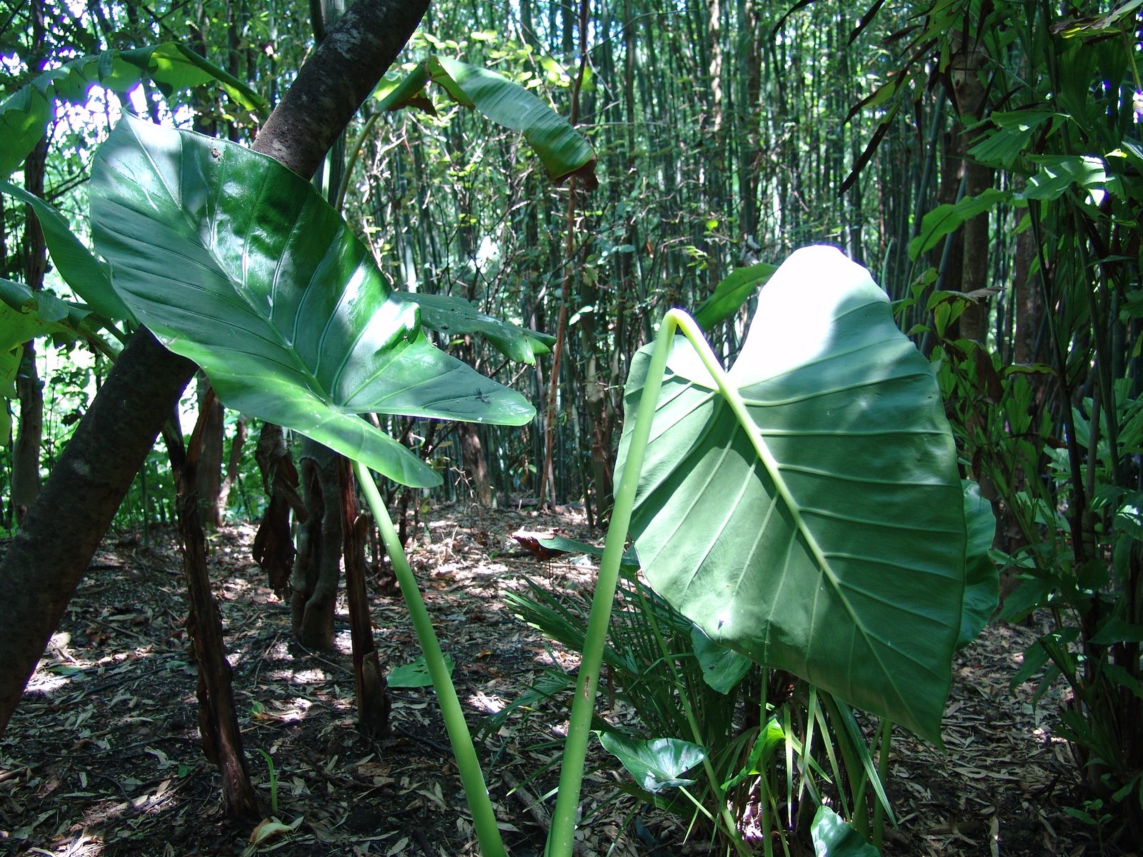 Giant elephant ear leaves