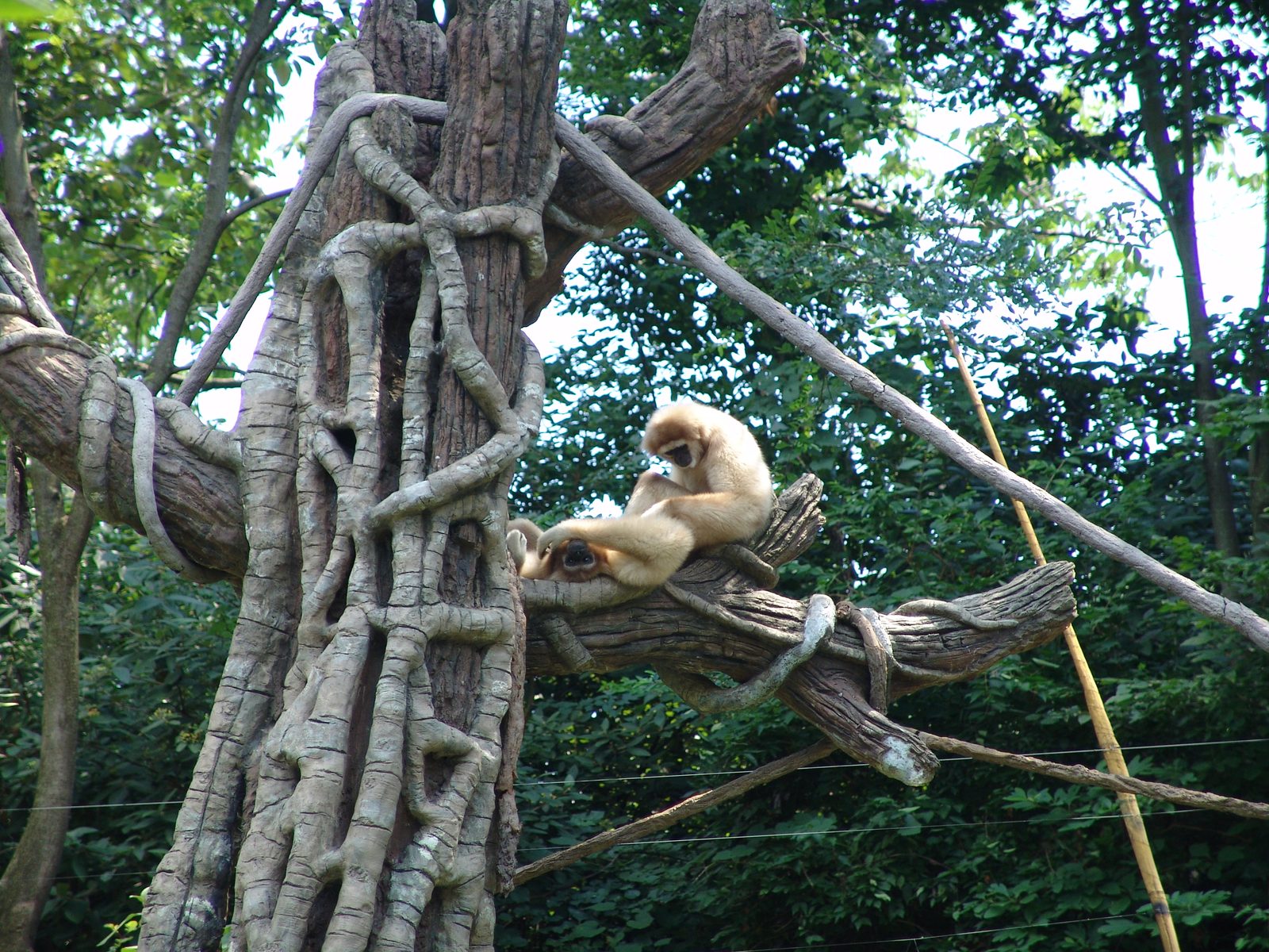 An ape climbing the vines