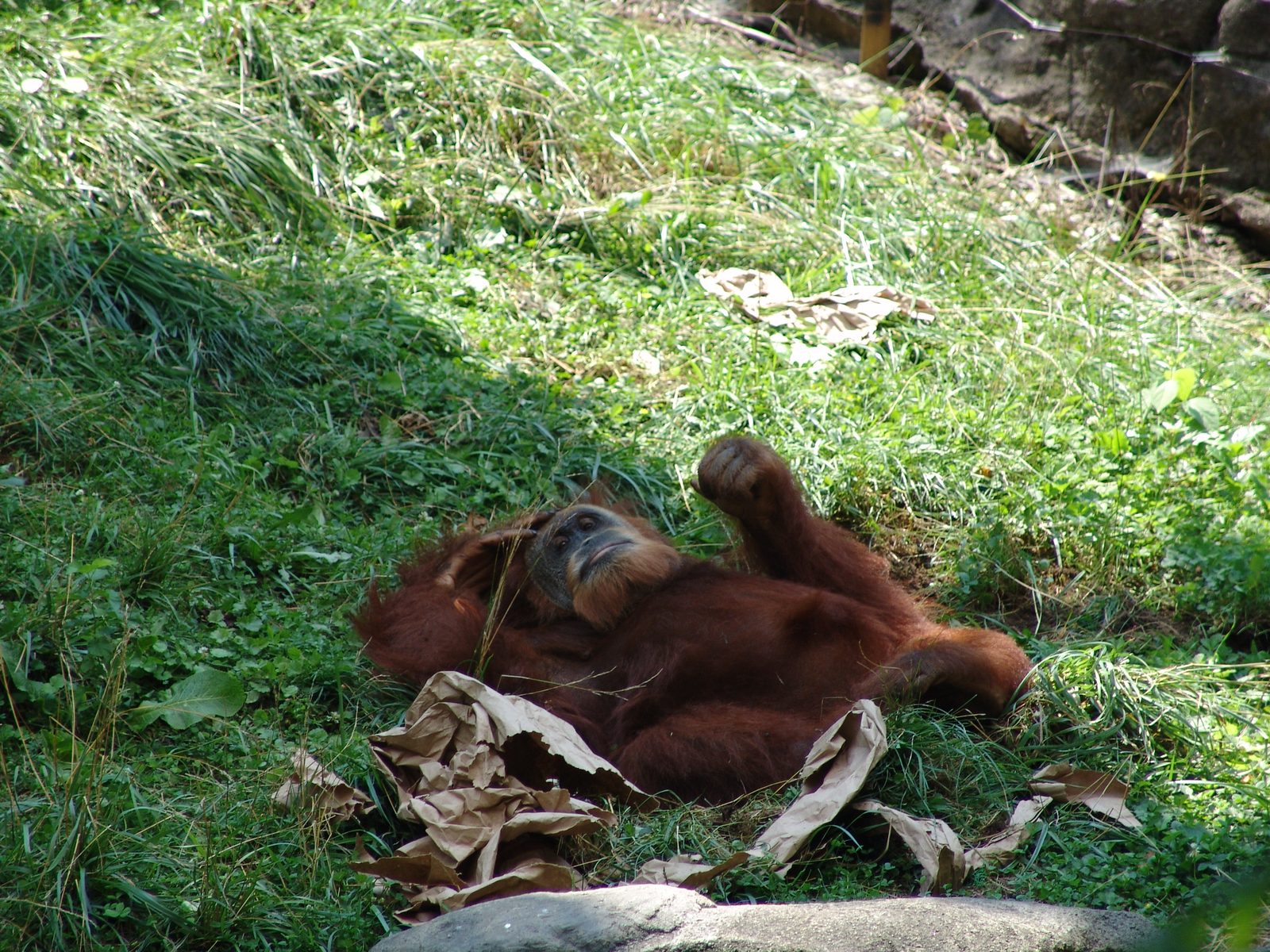 An orangutan lounging in the grass