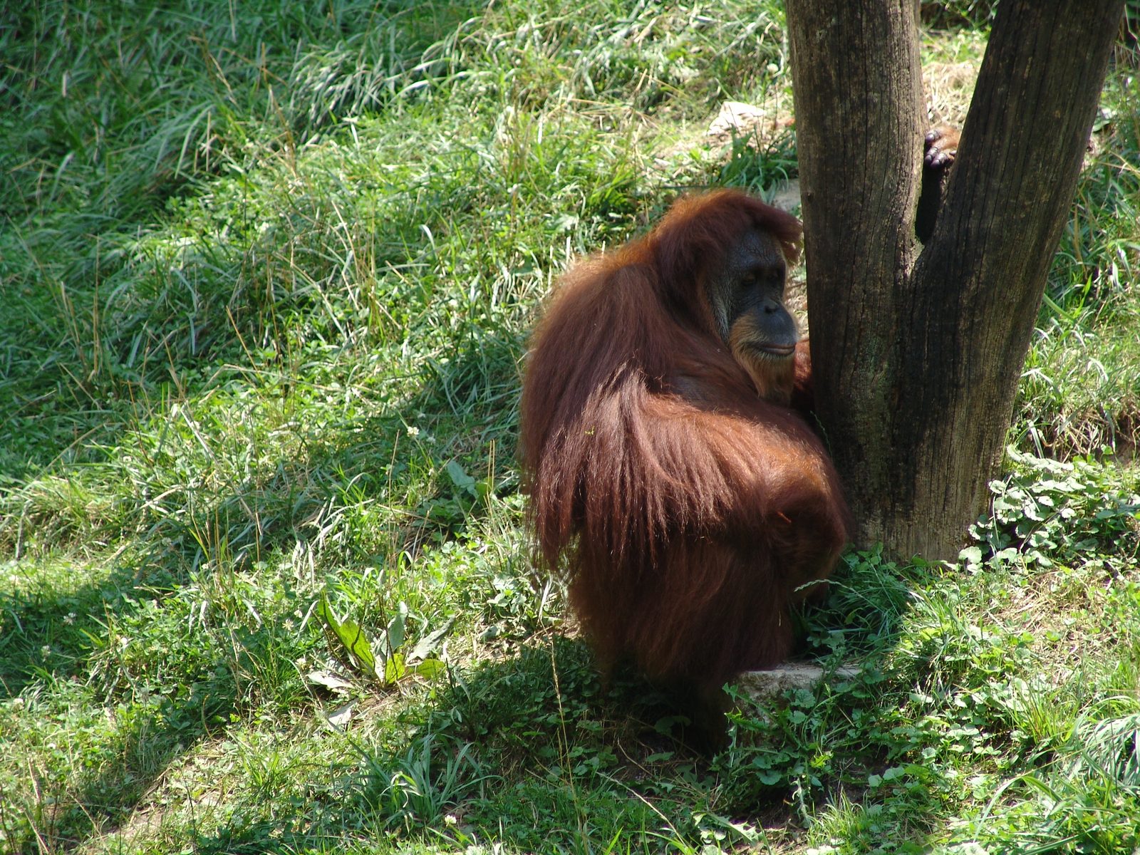 An orangutan by the tree