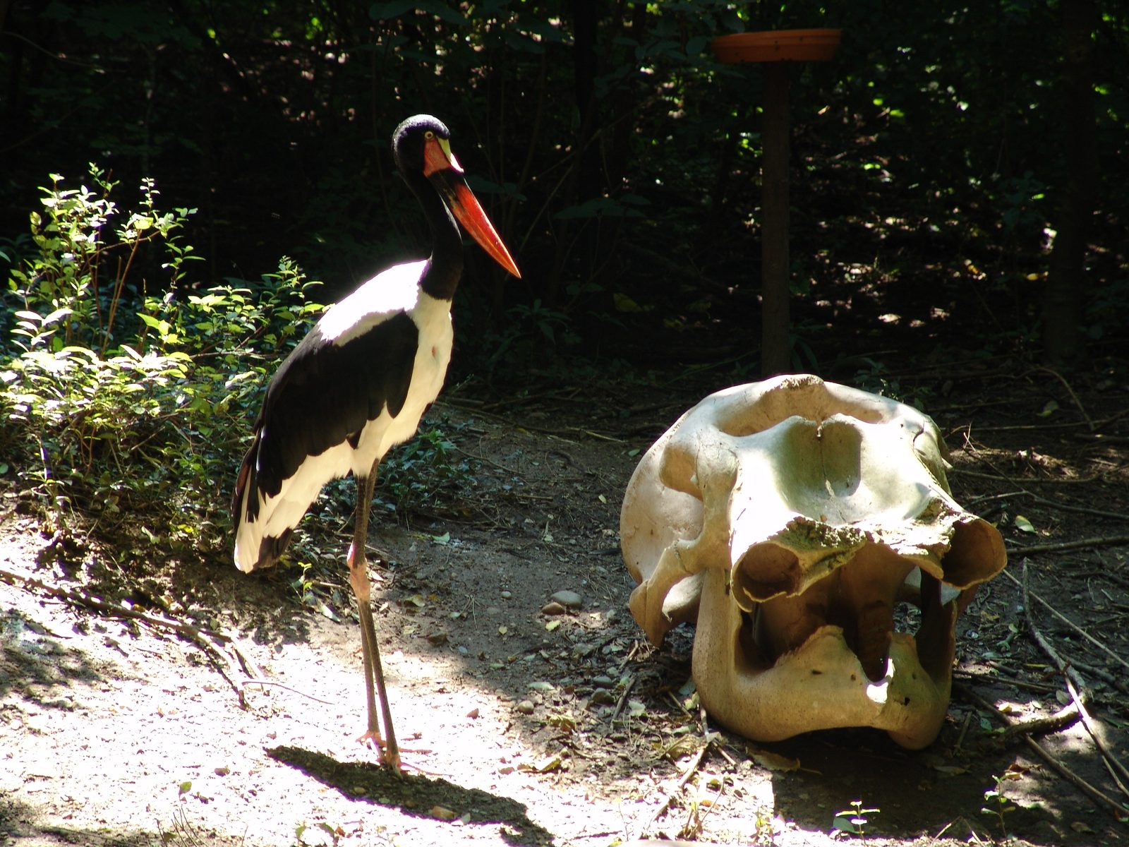 A saddle-billed stork
