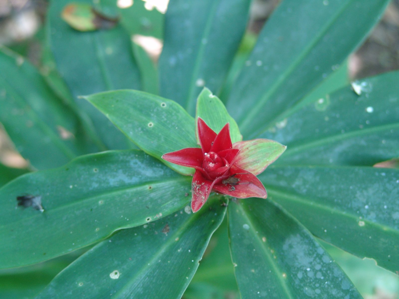 A bright red bloom