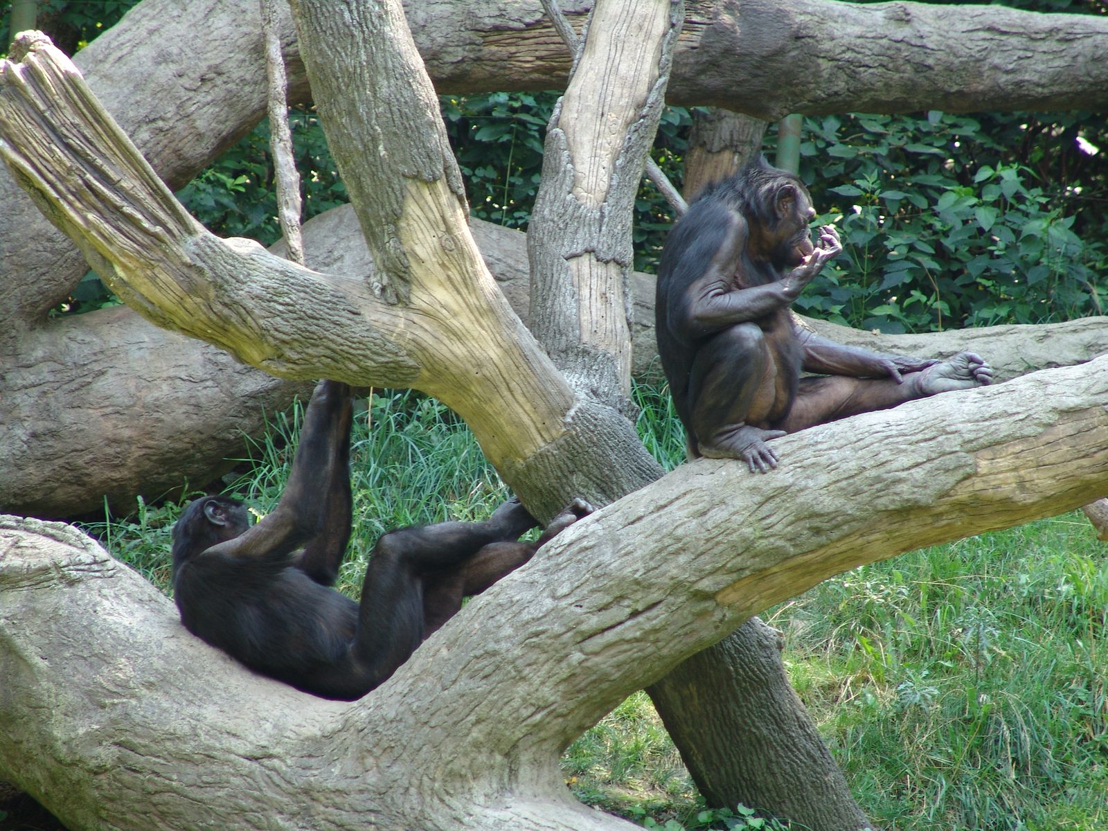 Monkeys in the branches