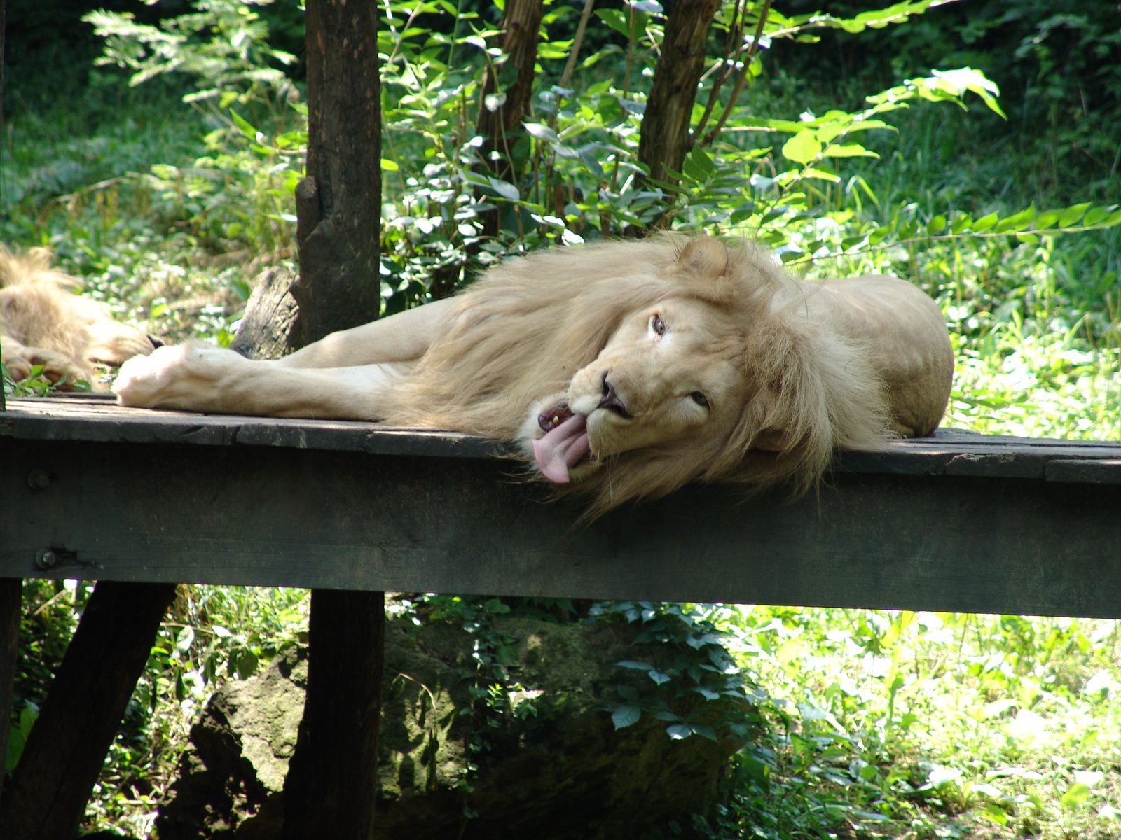 A white lion napping