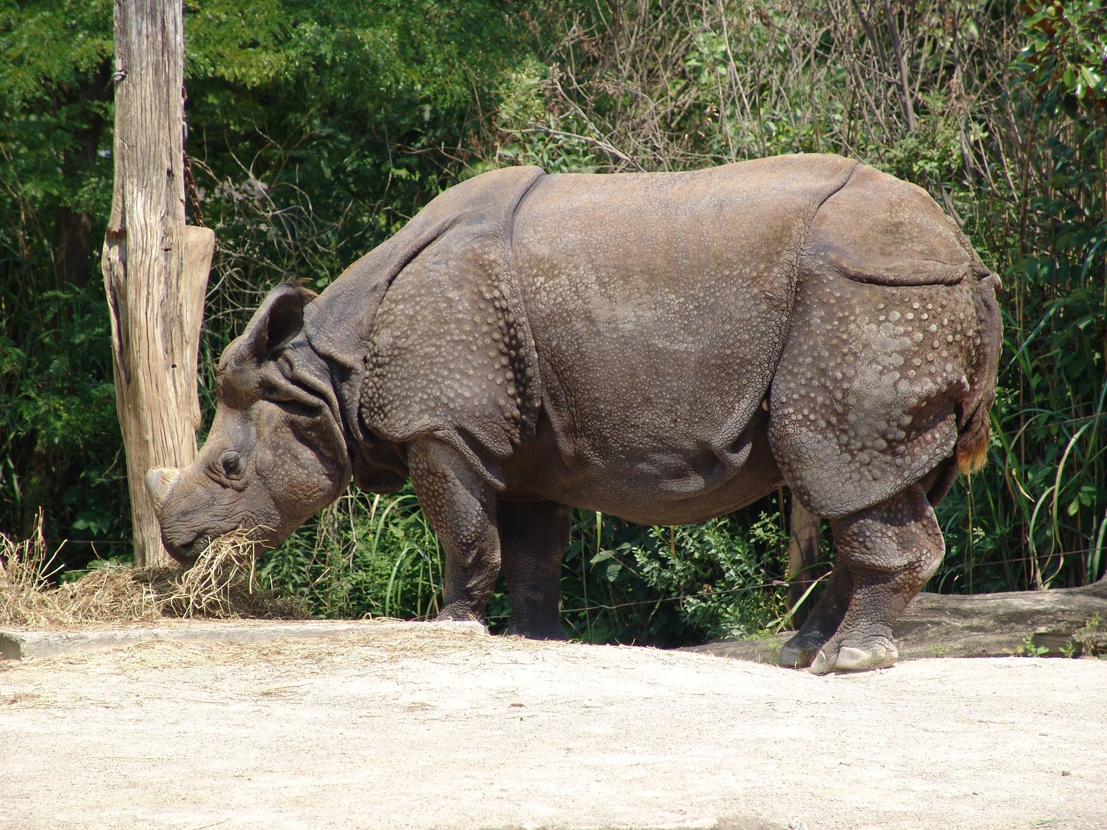 A rhino grazing