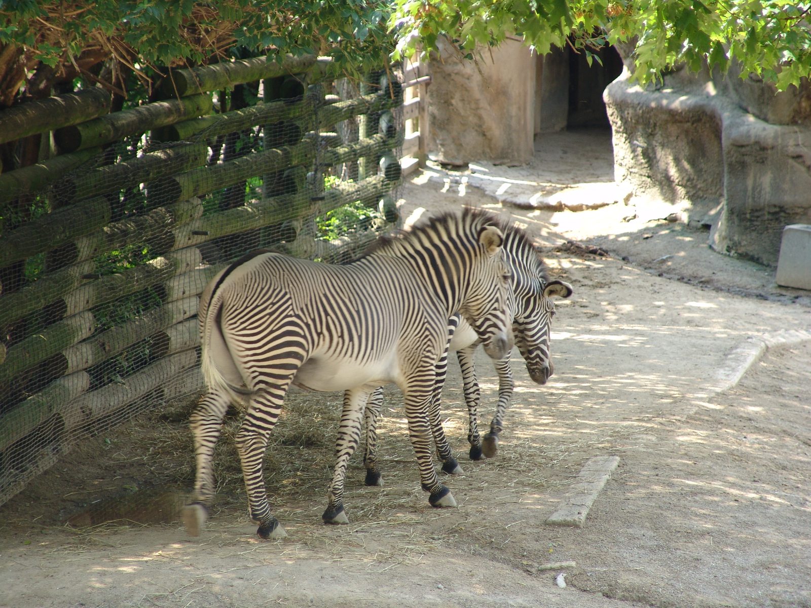 Zebras