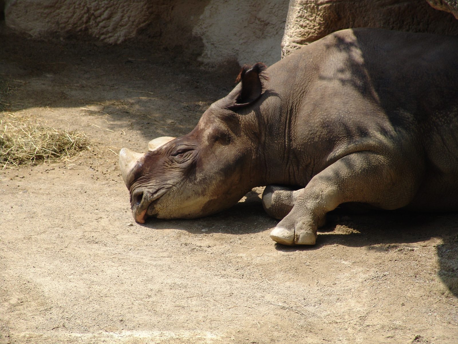A rhino resting in the shade